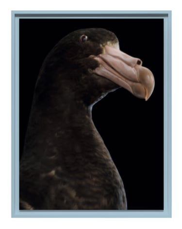 A framed pāngurunguru (southern giant petrel)