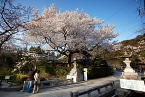 Cherry Blossoms along Testugaku-no-Michi (The Path of Philosophy) in Northern Higashiyama, Kyoto.
