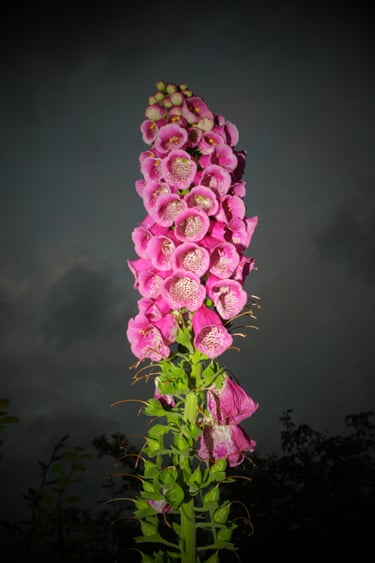 A foxglove