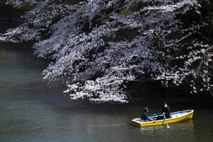 People row a boat under fully-blossoming cherry trees in Tokyo on 28 March, 2022