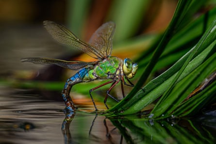 A dragonfly laying its eggs just below the surface of a body of water