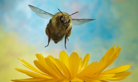 Bir yaban arısı türü olan tiz tarakçı arı uçuşta