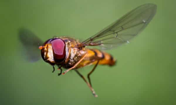 A marmalade hoverfly in flight.