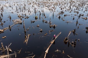 Egbontoluwa Marigi paddles his logs out of the flooded forest floor on to the river in Ipare. ‘During the time of our forefathers, we had big trees but sadly what we have now are just small trees and we don’t even allow them to mature before we cut them,’ he says