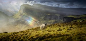 Sun Shower. A rainbow of colours shines directly on to a sheep on the Isle of Skye
