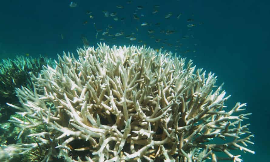Bleached coral at Mission Beach Reefs