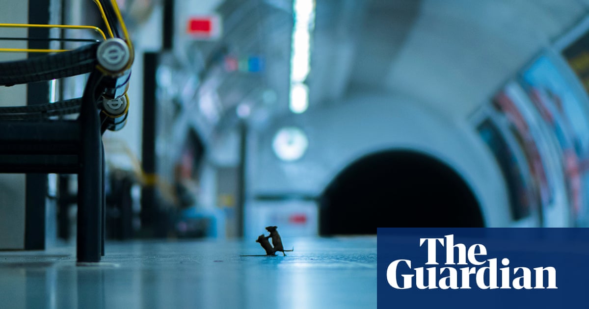 Wildlife Photographer Of The Year Lumix People S Choice Winner In Pictures Environment The Guardian