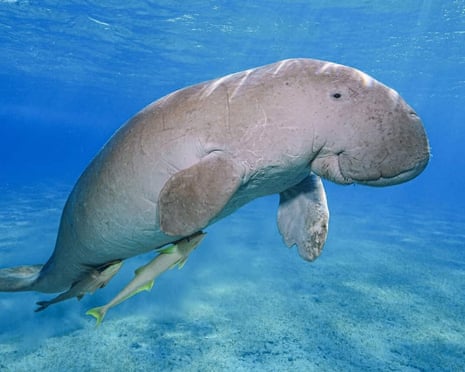 Thailand's critically endangered dugongs form the subject of a Guardian documentary, Thailand's Last Dugongs (15 mins). The background of this image has been extended for design purposes.