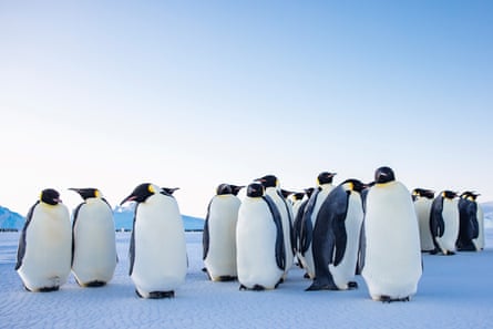 Emperor penguins at Auster Rookery near Mawson.