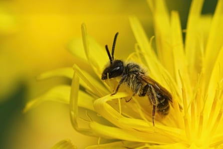 A small dark bee sits in the middle of a bright yellow hawksbeard flower which has long thin petals