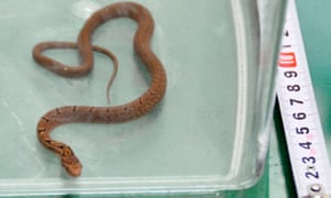 Το φίδι που πιάστηκε σε ένα τρένο στην Ιαπωνία.