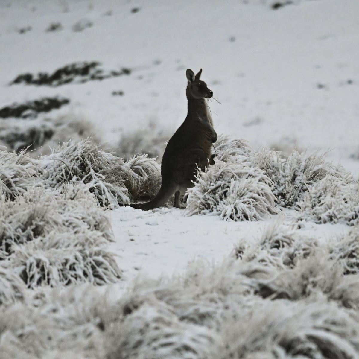 Does It Snow In Australia