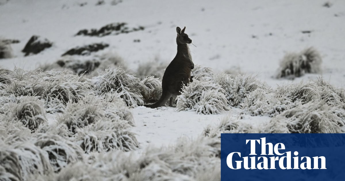Australian Alps face world’s largest loss of snow by end of century, research shows | Australia news