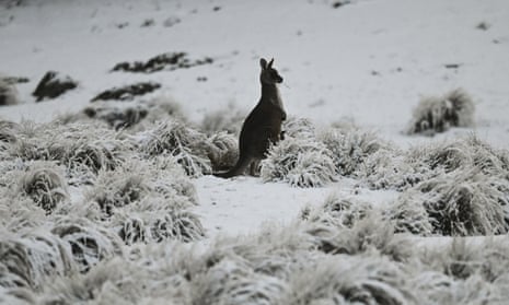 A kangaroo in the snow