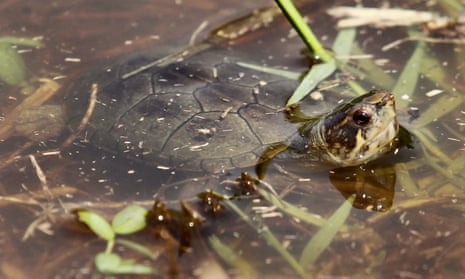 A Vallarta mud turtle (Kinosternon vogti) is seen in a river in Puerto Vallarta, Mexico.