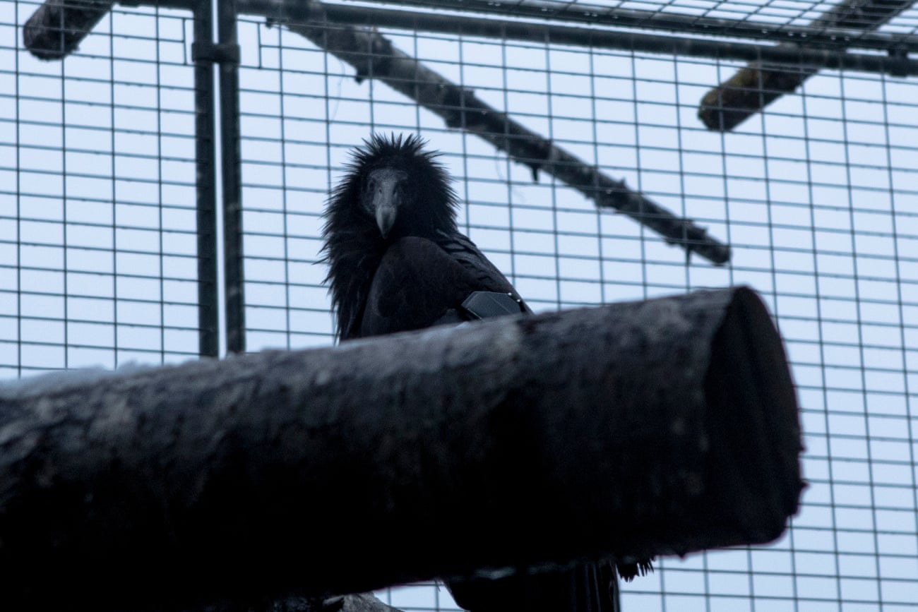 a juvenile condor with a puffy hairdo in an enclosure