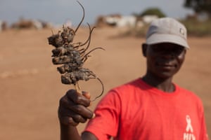 This Mozambican vendor is selling field mice speared on a stick. Mice and other small rodents and insects are on the menu is many countries, and often viewed as a delicacy. There have been growing calls for insects to become part of a staple and sustainable diet globally