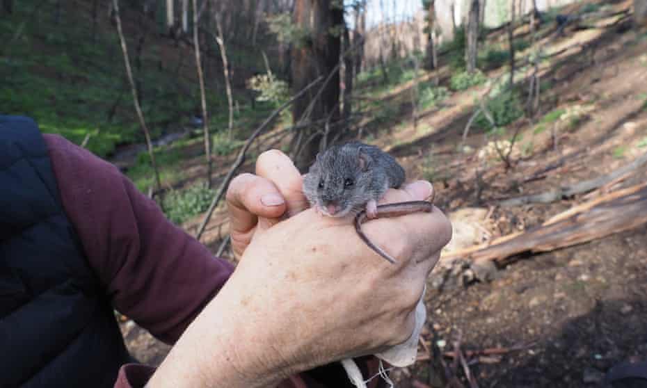 The critically endangered smoky mouse has survived the massive Dunns Road fire in early 2020. 