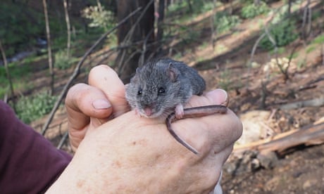 Critically endangered Smoky Mouse
