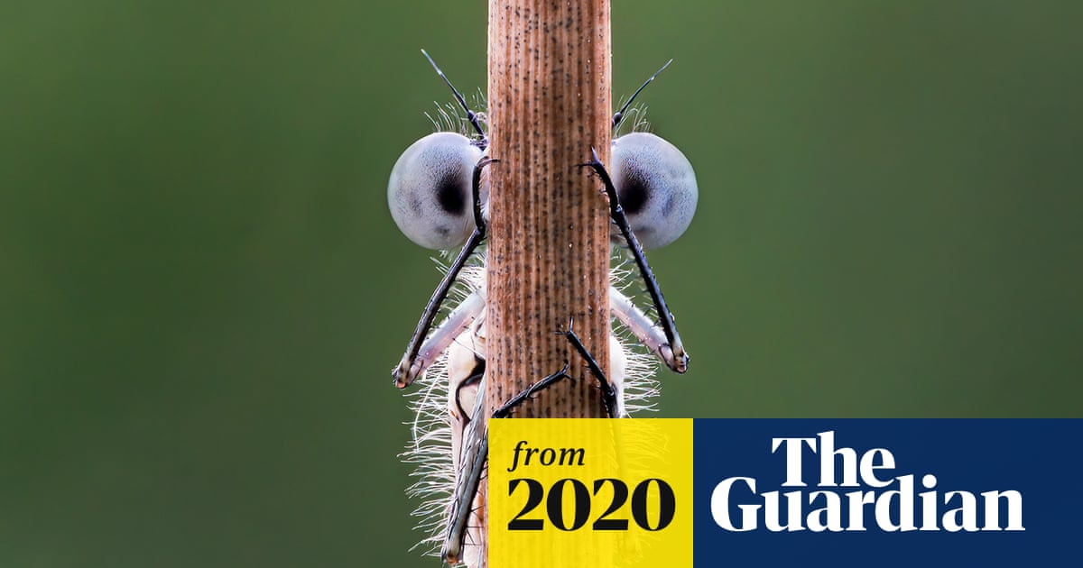Comedy Wildlife Photography awards 2020 finalists – in pictures