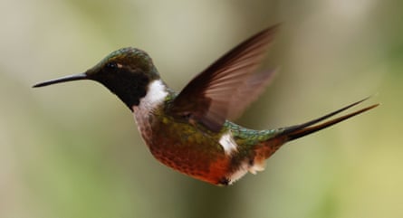 A magenta throated woodstar at mount totumas