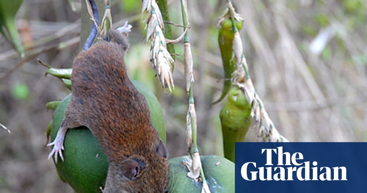 A swarm of stink bugs and a river of rats: why India’s flowering bamboo causes a crisis for humans