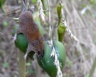 India's Flowering Bamboo Triggers Rat Swarms and Famine