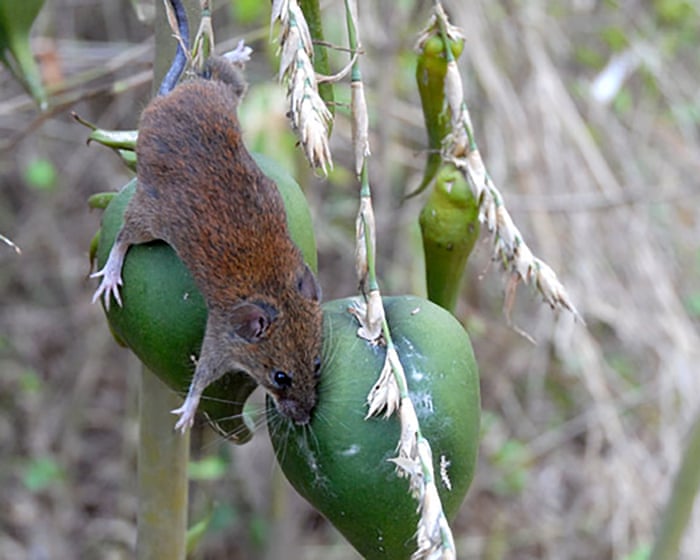 A swarm of stink bugs and a river of rats: why India’s flowering bamboo causes a crisis for humans