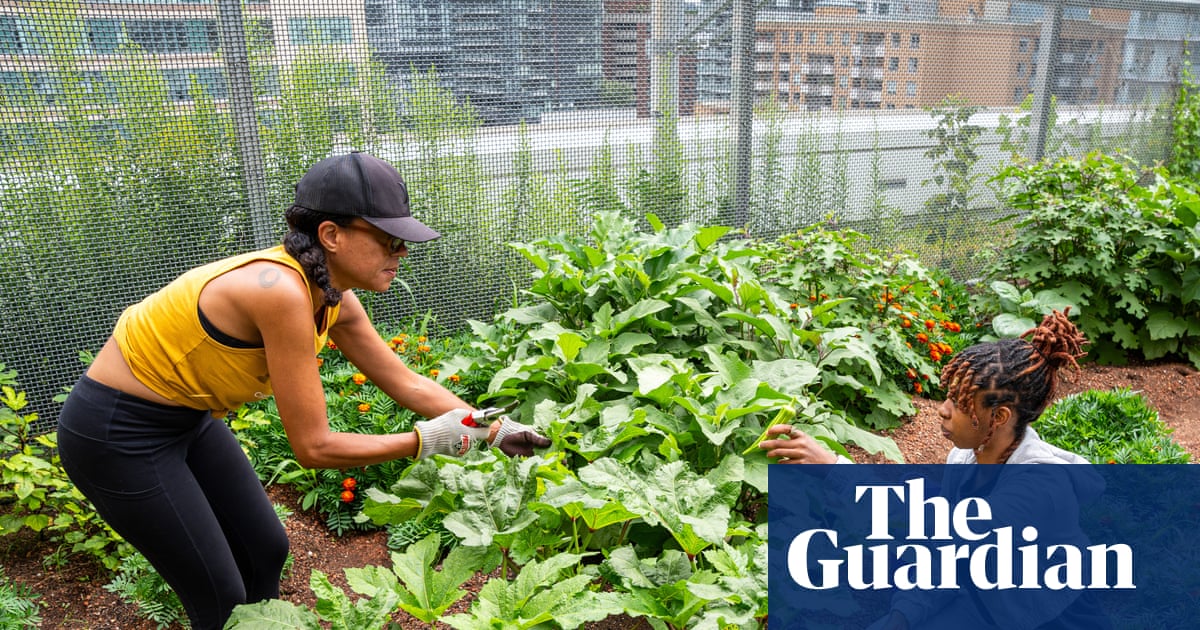 Okra up north: how a forgotten heirloom travelled the African diaspora to Toronto