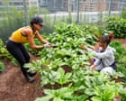 EnviroWireDaily — Okra up north: how a forgotten heirloom travelled the African diaspora to Toronto
