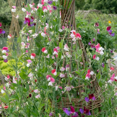 The painted lady sweet pea on a wicker wigwam support at RHS Garden Rosemoor.
