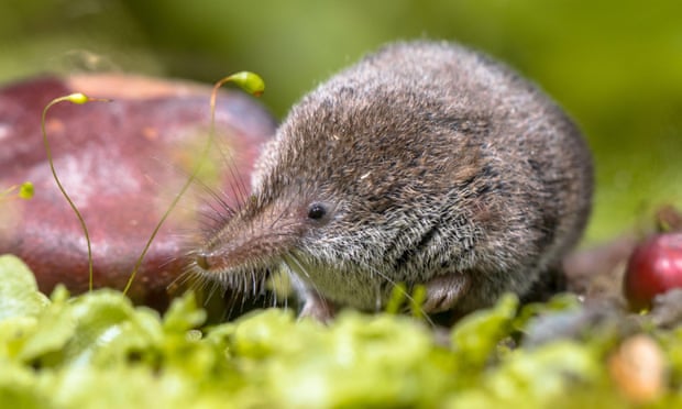 Country diary: there's no taming of the pygmy shrew | Animals | The Guardian