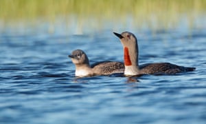 Red-throated diver with chick