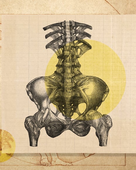 Illustration of a lower back skeleton.