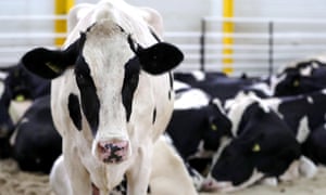 Land Of Milk And Money Qatar Looks To Farms To Beat The Gulf | Foreign currency qatar Land Of Milk And Money Qatar Looks To Farms To Beat The Gulf -