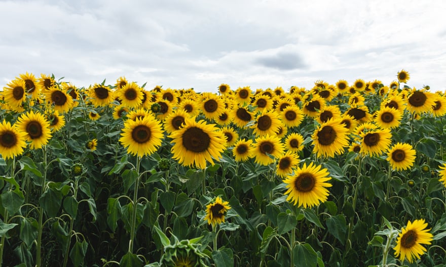 The Farm at Avebury Sunflower field