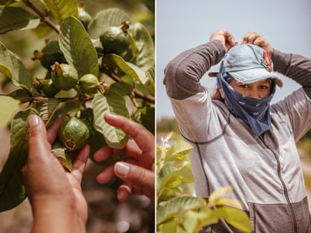 Composite of a close-up of someone picking guava and, right, a woman in protective clothing holding up both arms as she ties a bandana around her face