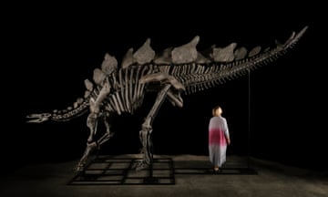 A person stands beneath the neck of a stegosaurus dinosaur fossil.