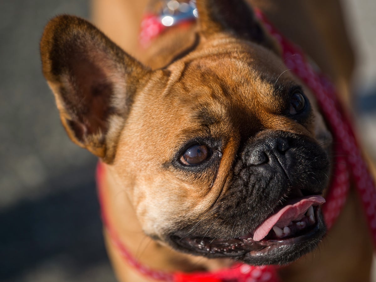 Aoc Finds Her Perfect Puppy Which Other Politicians Have Found Theirs Us News The Guardian