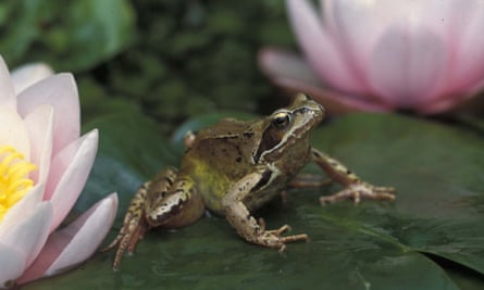 Frog on a lily pad