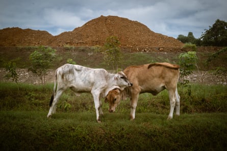 Two cattle in front of what appears to be a large mound of earth