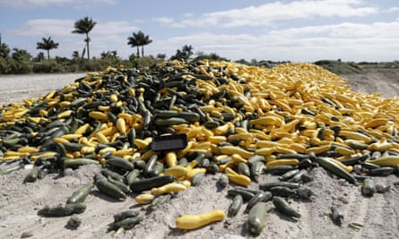 A pile of ripe squash sits in a field in Homestead, Florida.