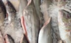 Threatened species and chips? Other fish frequently sold as flake, Australian study finds