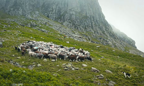 Andrew Harrison and his dogs round up the flock underneath Scafell Pike’s peak