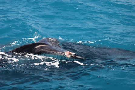 A humpback calf with blunt force trauma to its tail