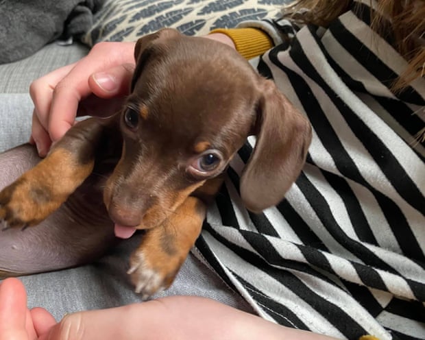 Willow as a tiny puppy on someone's lap