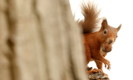 A red squirrel collects a nut from a tree in Pitlochry