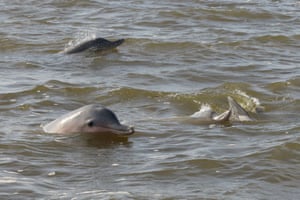 Golfinhos selvagens da Guiana (Sotalia guianensis) no estuário do Rio Suriname em Paramaribo, Suriname