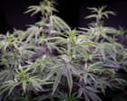 High-Potency Medicinal Cannabis Floods Australian Market Amid Regulatory Lags