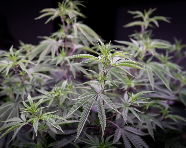 Cannabis plants